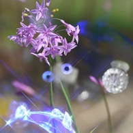 ニラ花？
