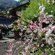 白川郷にて #04