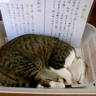 Siesta : We Love Cat