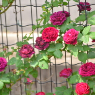 バラの花
