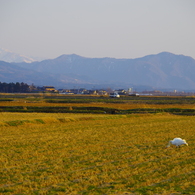 渡る前に