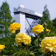 黄色いバラと花のタワー