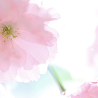 桜シフォン