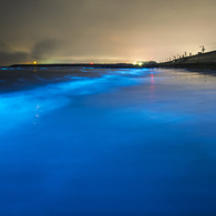 夜光虫 (Noctiluca scintillans)