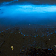 夜光虫 (Noctiluca scintillans)