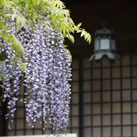前略 古都より