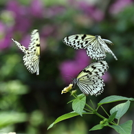 butterfly paradise 3