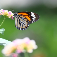 butterfly paradise 18 スジグロカバマダラ