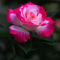 薔薇の香り