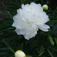芍薬（シャクヤク）