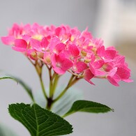 紫陽花