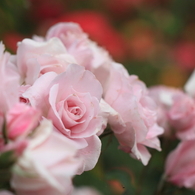 Rose Garden