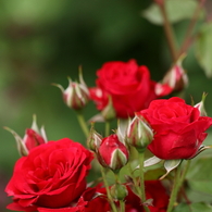 Rose Garden