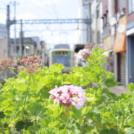 都電荒川線