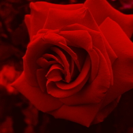 薔薇　紅蓮の情欲