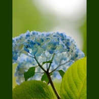 紫陽花のお話し