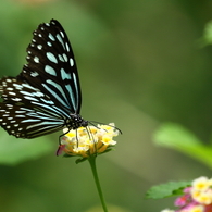 butterfly paradise 28 ギャラリー用　リュウキュウアサギマダ