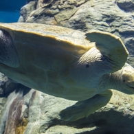 海遊館 アカウミガメ