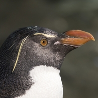 海遊館 イワトビペンギン