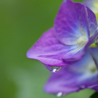 紫の雨