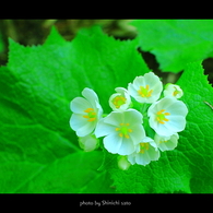 野の花