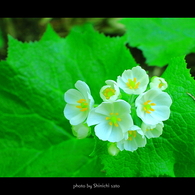 野の花