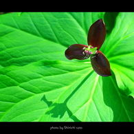 野の花