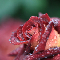 花便り　- 魅惑の雨薔薇 -