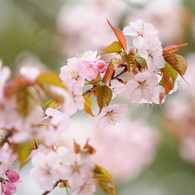 神宮の桜　２０１３　その３