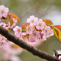 神宮の桜　２０１３　その４