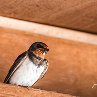 swallow
