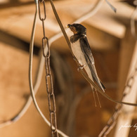 swallow 2