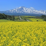 菜の花畑と鳥海山