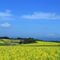 黄色い大地