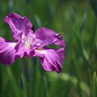 花菖蒲7