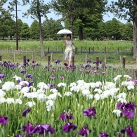 花菖蒲8