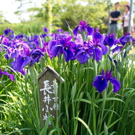 花菖蒲（長井小紫）