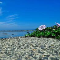 A flower and the sea