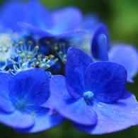花弁を見せる