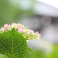 あじさい寺１６