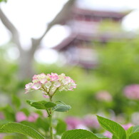 あじさい寺１７