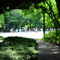 目黒周辺散策　林試の森公園