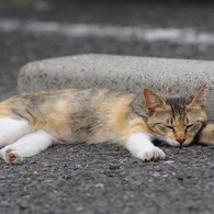 びよーんと寝そべる猫