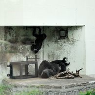 京都市動物園17