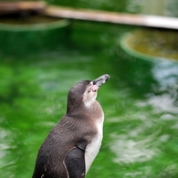 京都市動物園18