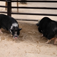 京都市動物園19