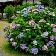 千光寺　紫陽花（1）