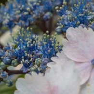 キュートな花びら