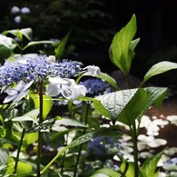 新緑の池Ⅶ