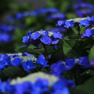 青の紫陽花たち